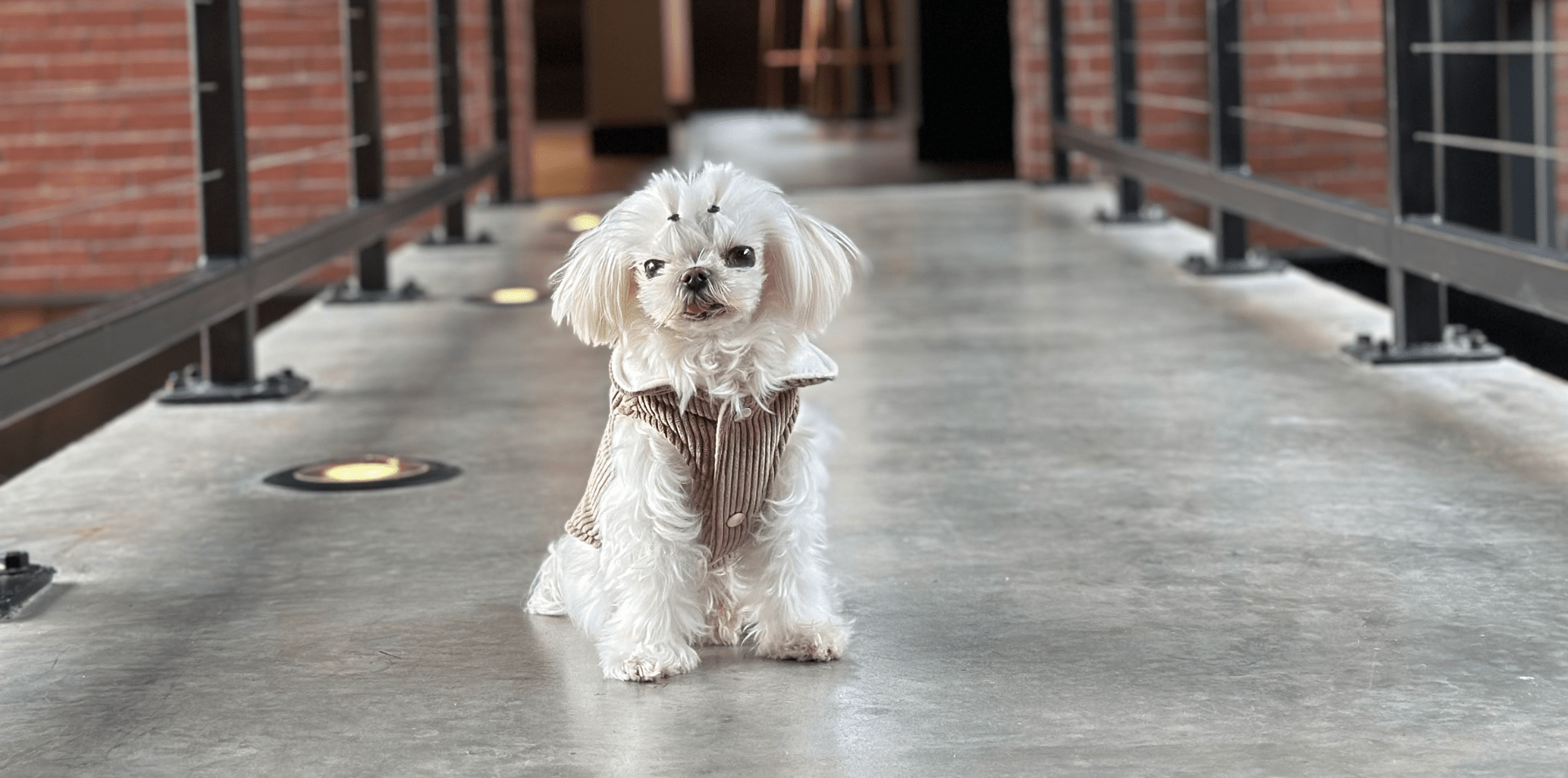 Small dogs for people with allergies fashion