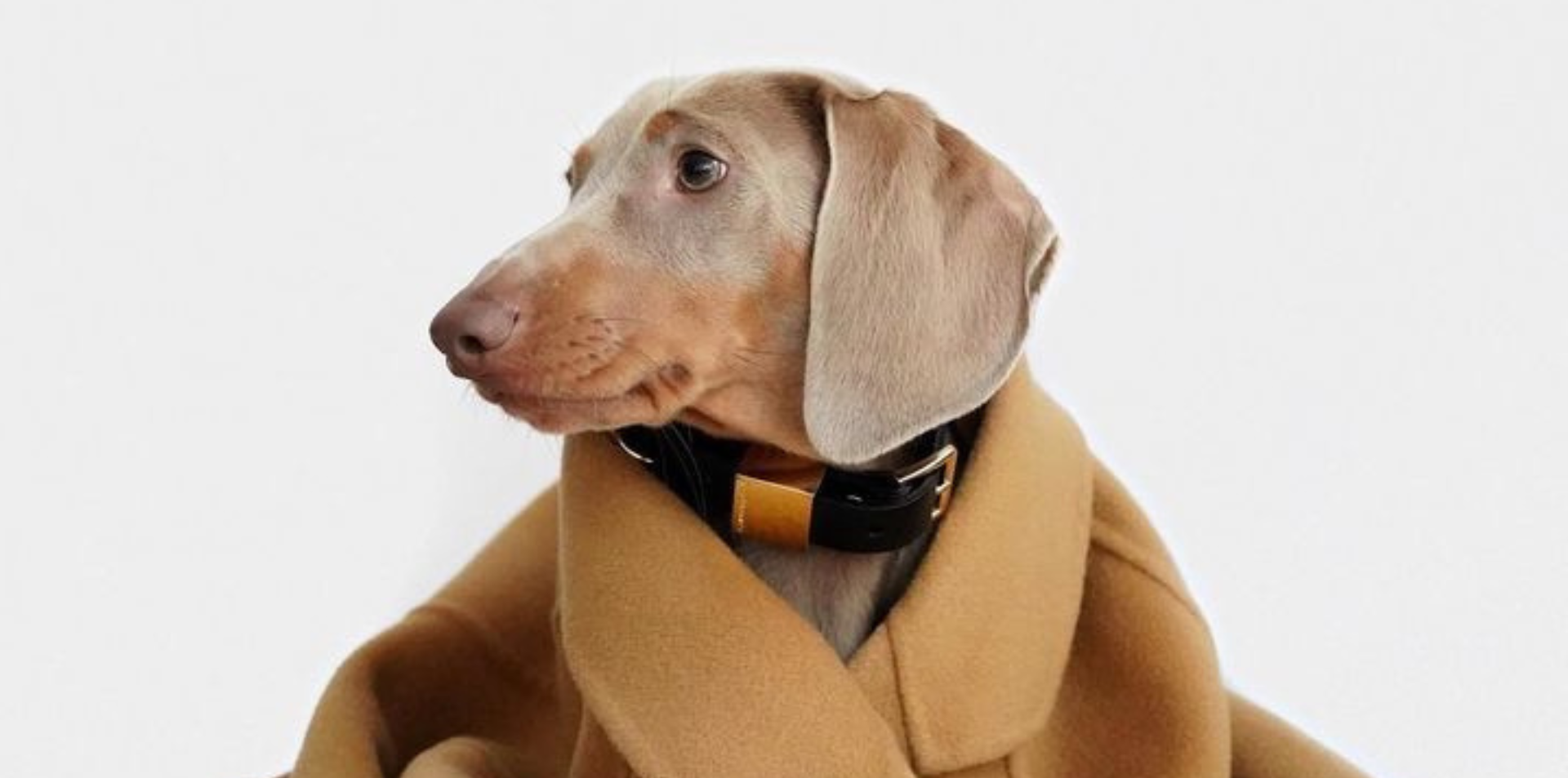 Tail-blazers: fashion houses turn to pet clothing as 'humanisation' trend  grows, Fashion