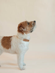 Lilco Braided-Collar | Moonbeam