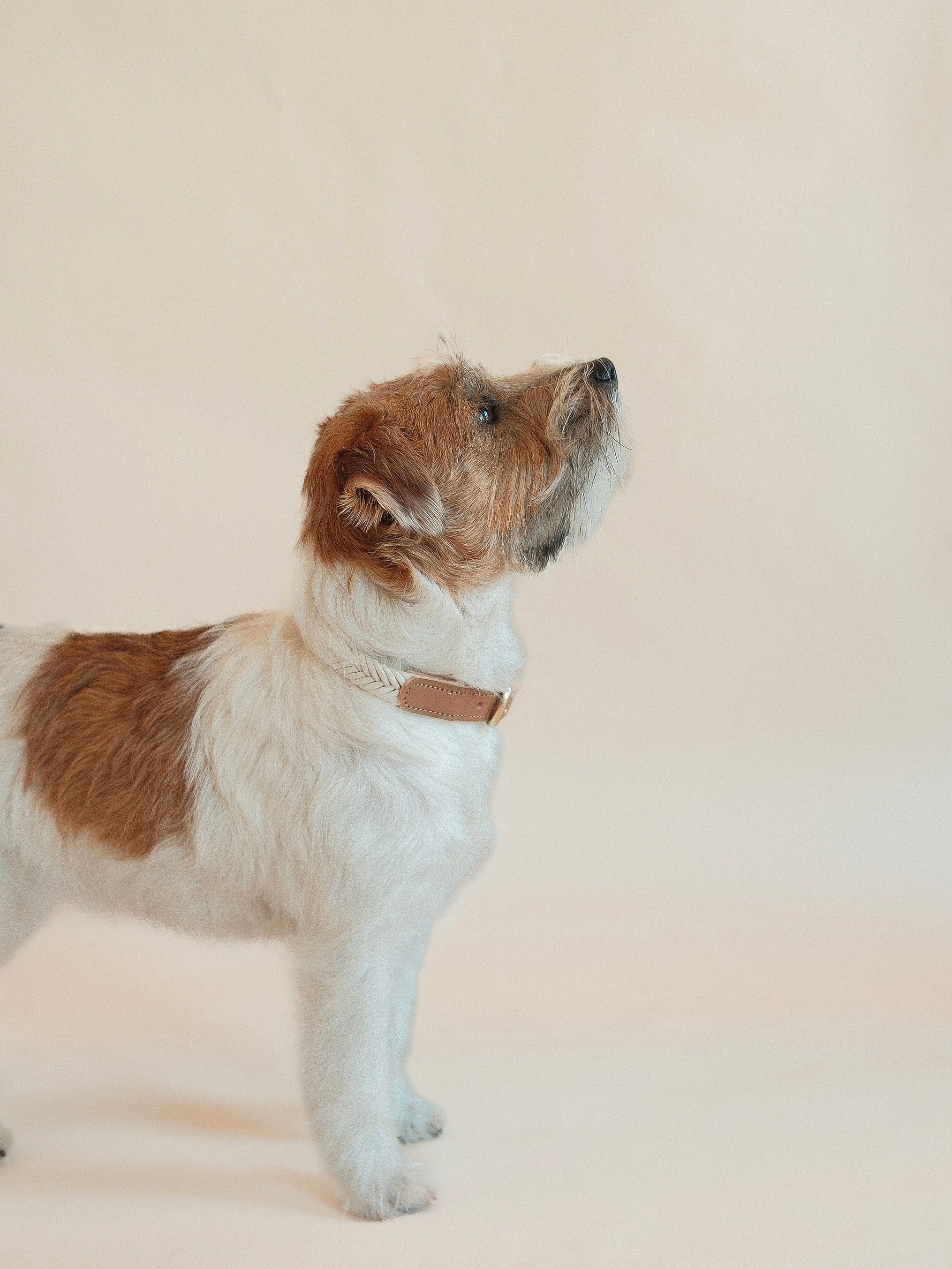 Lilco Braided-Collar | Moonbeam