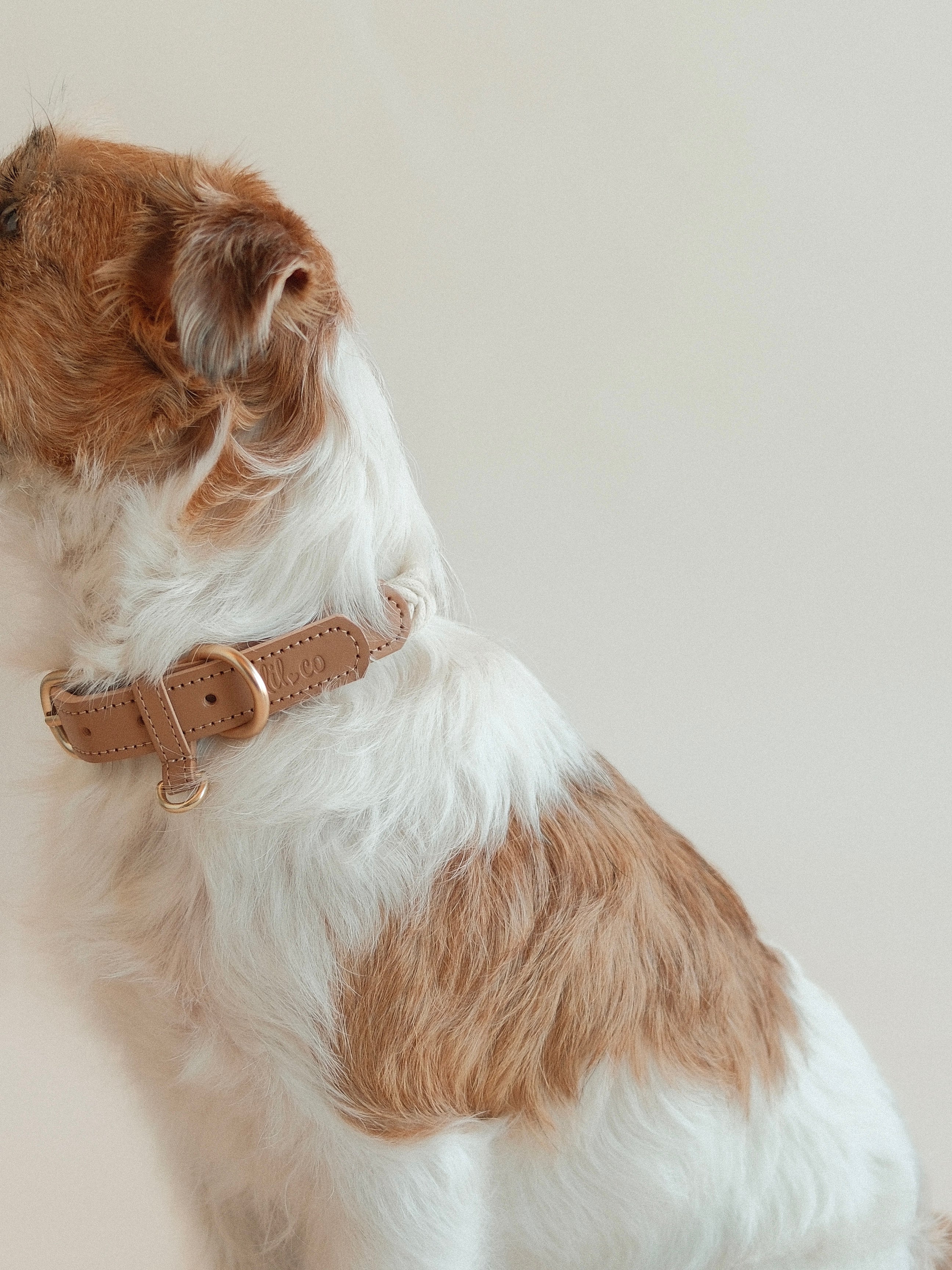 Lilco Braided-Collar | Moonbeam