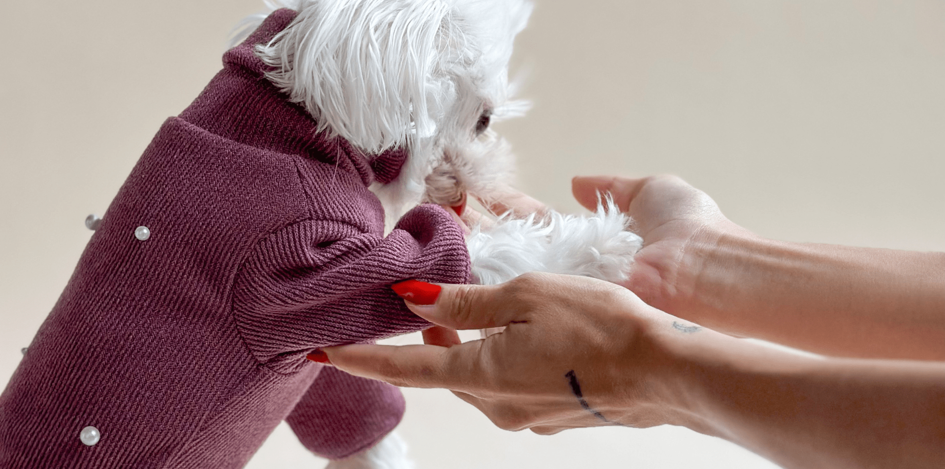 Empowering Women Through a Woman-Owned Dog Clothing Brand - Lilco