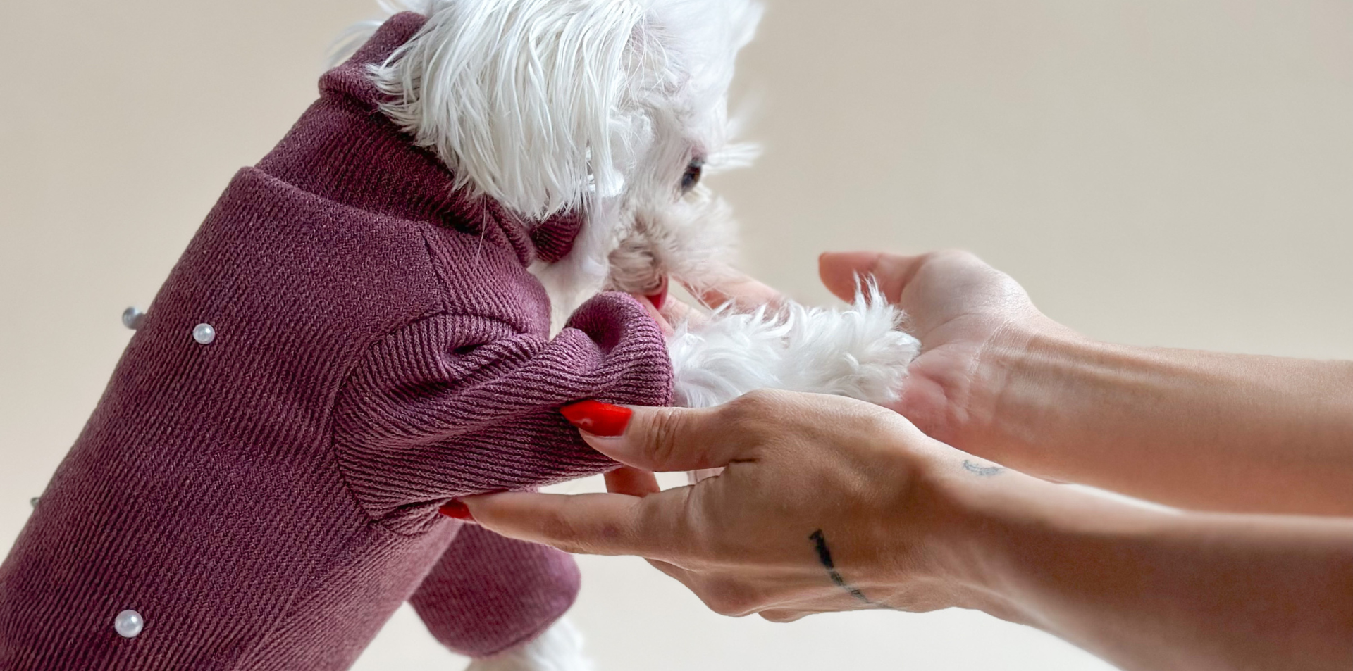 Empowering Women Through a Woman-Owned Dog Clothing Brand