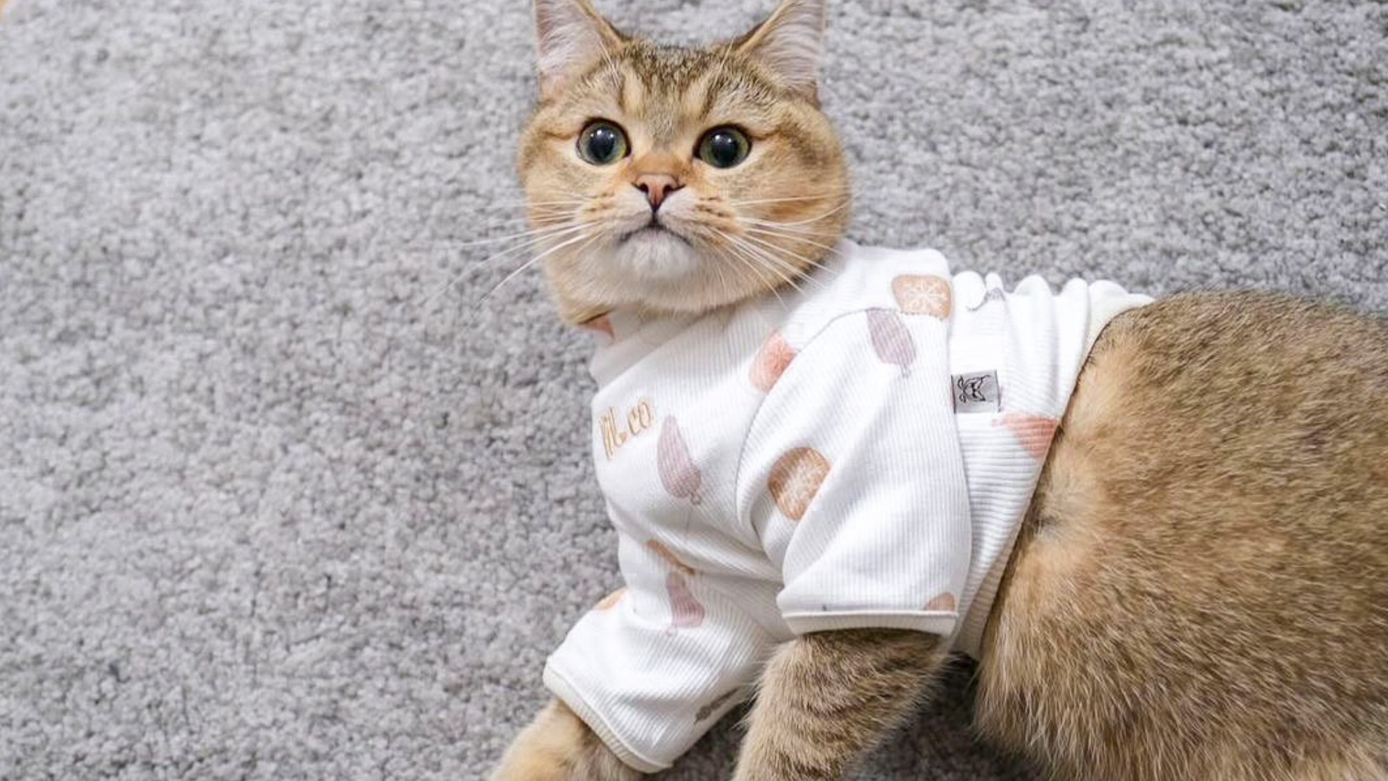 The benefits of dressing up your cat