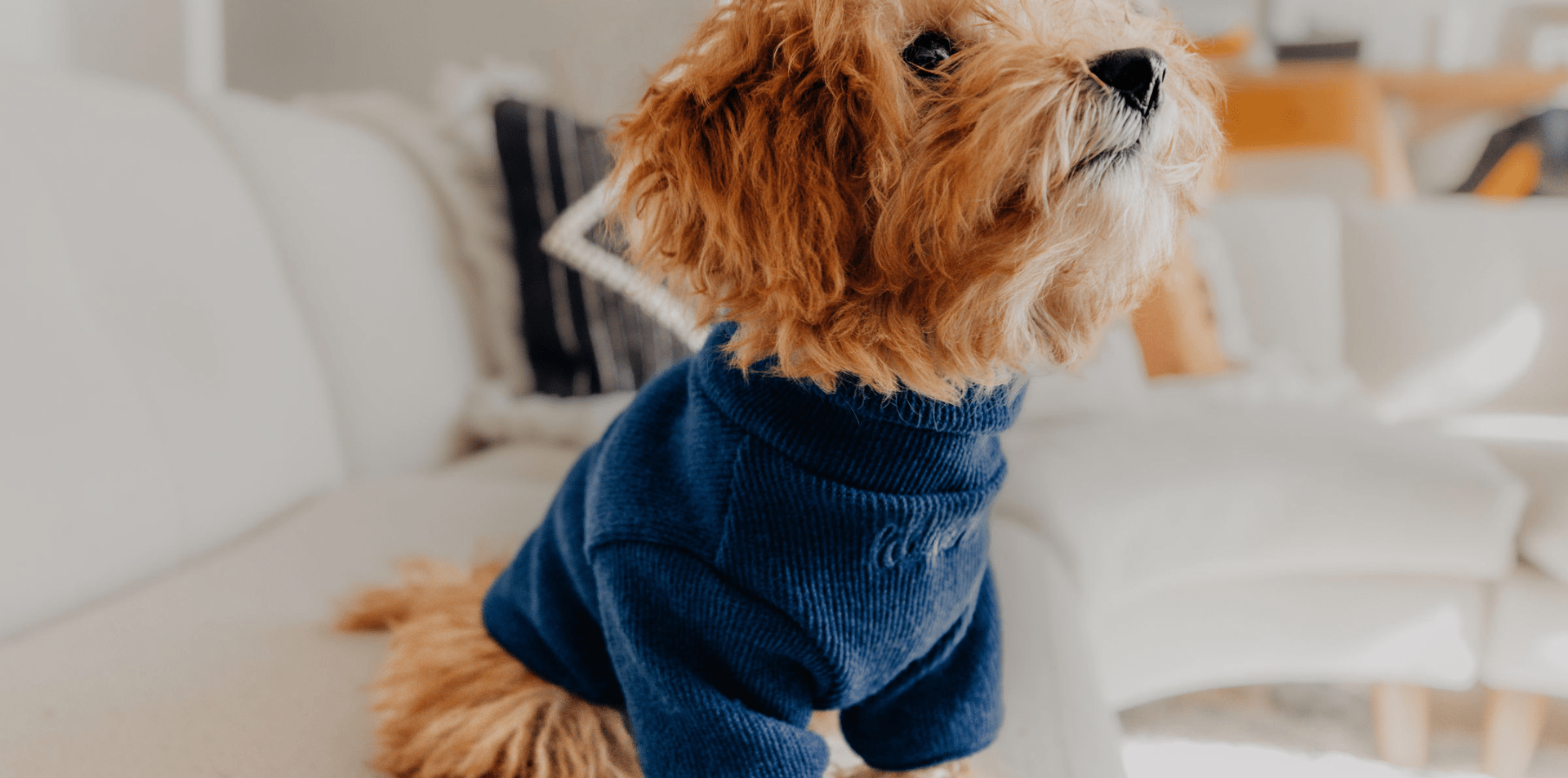 Understanding and Managing Small Dog Syndrome - Lilco