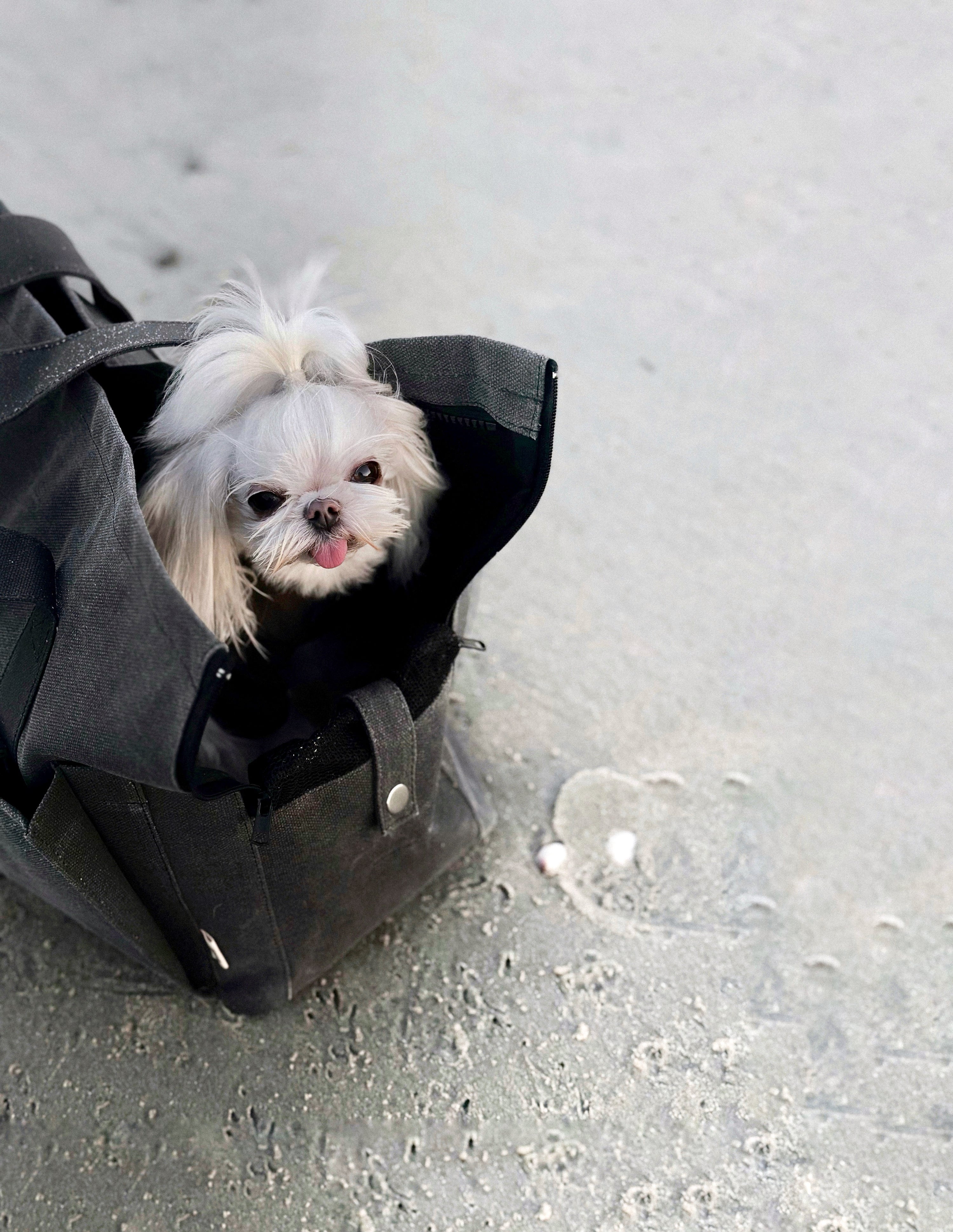 Marlowe Pet Carrier Bag
