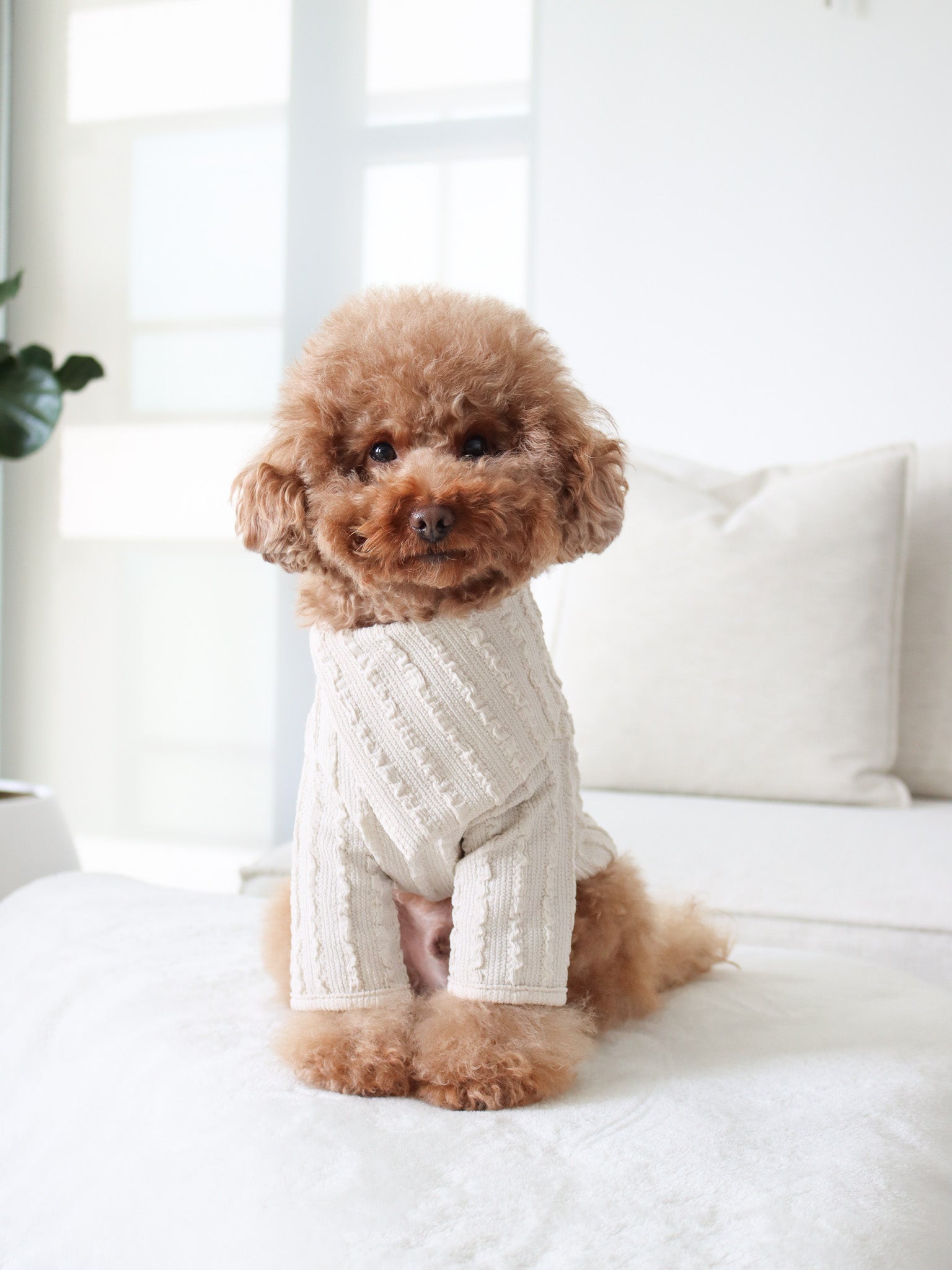 toy poodle is wearing Lilco